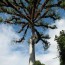 Ceiba Tree Tikal